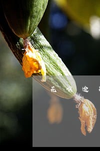 花呗逾期芝麻分掉了55分 花呗逾期芝麻分掉了55分