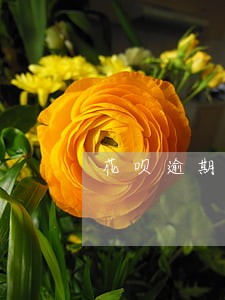 花呗逾期芝麻分每个月涨一分 花呗逾期芝麻分每个月涨一分