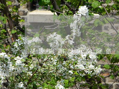 花呗逾期芝麻分降低 花呗逾期芝麻分降低
