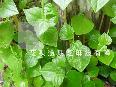 花呗逾期芝麻没有降 花呗逾期芝麻没有降