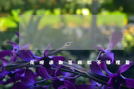 花呗逾期芝麻粒不够修复怎么办 花呗逾期芝麻粒不够修复怎么办
