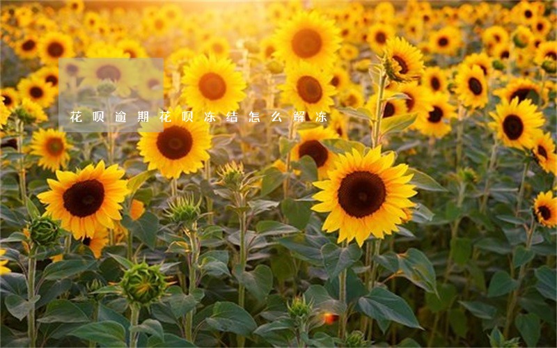 花呗逾期花呗冻结怎么解冻 花呗逾期花呗冻结怎么解冻