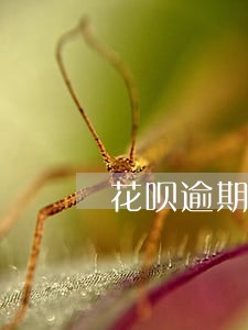 花呗逾期补会影响 花呗逾期补会影响