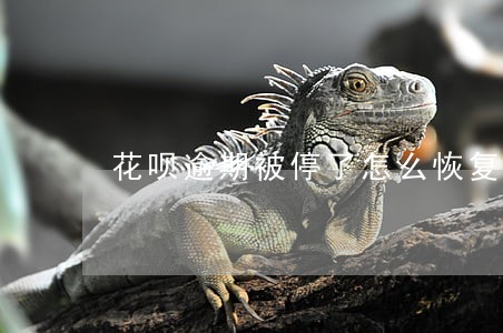 花呗逾期被停了怎么恢复 花呗逾期被停了怎么恢复