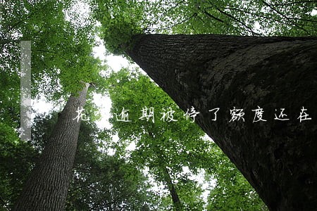 花呗逾期被停了额度还在 花呗逾期被停了额度还在