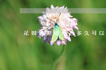 花呗逾期被停后多久可以恢复 花呗逾期被停后多久可以恢复