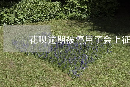 花呗逾期被停用了会上征信吗 花呗逾期被停用了会上征信吗