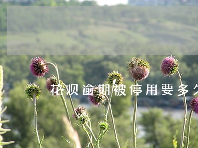 花呗逾期被停用要多久能恢复 花呗逾期被停用要多久能恢复