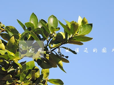 花呗逾期被催还的图片 花呗逾期被催还的图片