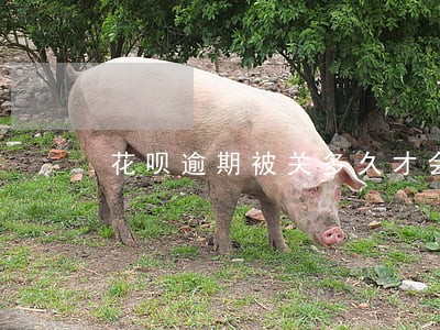 花呗逾期被关多久才会自动解除 花呗逾期被关多久才会自动解除