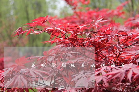花呗逾期被关如何修复 花呗逾期被关如何修复