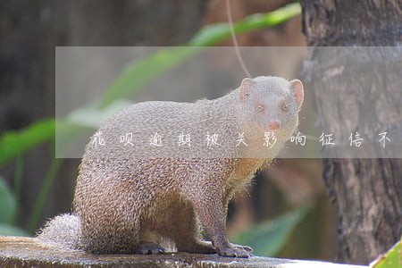 花呗逾期被关影响征信不 花呗逾期被关影响征信不