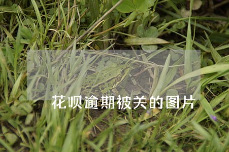 花呗逾期被关的图片 花呗逾期被关的图片