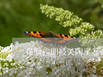 花呗逾期被关闭了怎么办 花呗逾期被关闭了怎么办