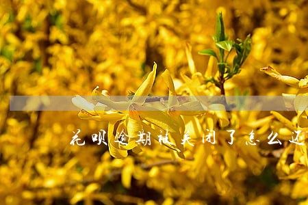 花呗逾期被关闭了怎么还款 花呗逾期被关闭了怎么还款