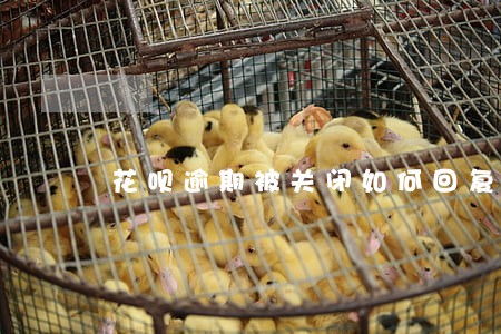 花呗逾期被关闭如何回复 花呗逾期被关闭如何回复
