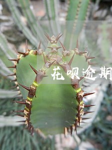 花呗逾期被关闭如何开启使用 花呗逾期被关闭如何开启使用