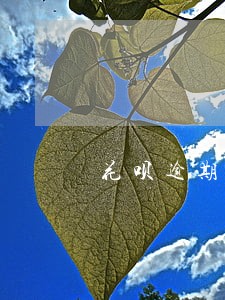 花呗逾期被关闭现在又给我开通了 花呗逾期被关闭现在又给我开通了