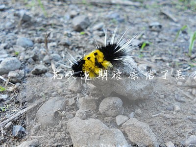 花呗逾期被冻结了怎么才能解封 花呗逾期被冻结了怎么才能解封