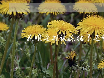 花呗逾期被冻结了还能解冻吗