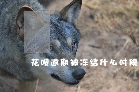花呗逾期被冻结什么时候可以解禁 花呗逾期被冻结什么时候可以解禁