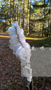 花呗逾期被冻结会恢复吗 花呗逾期被冻结会恢复吗