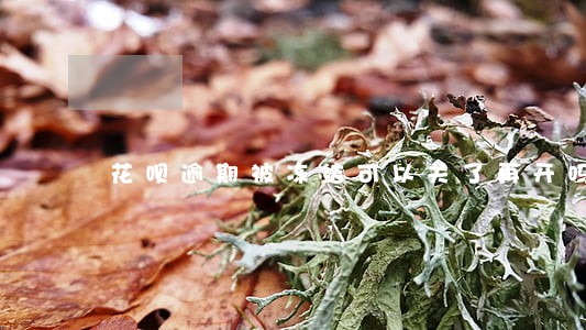 花呗逾期被冻结可以关了再开吗