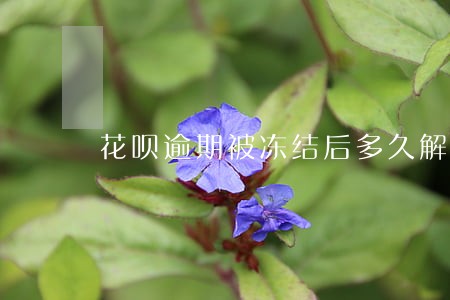花呗逾期被冻结后多久解封 花呗逾期被冻结后多久解封