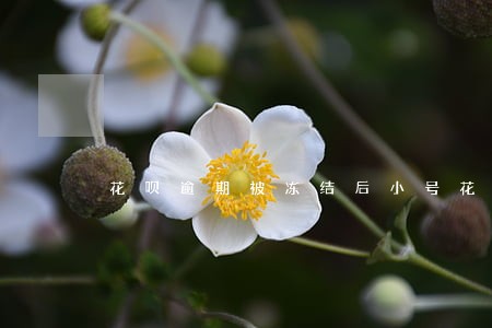 花呗逾期被冻结后小号花呗解冻了 花呗逾期被冻结后小号花呗解冻了