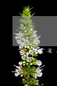 花呗逾期被冻结多久会有影响 花呗逾期被冻结多久会有影响