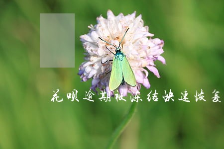 花呗逾期被冻结快速恢复 花呗逾期被冻结快速恢复