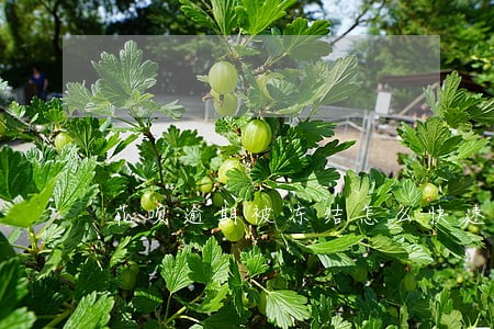 花呗逾期被冻结怎么快速解除 花呗逾期被冻结怎么快速解除