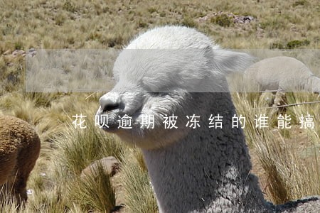 花呗逾期被冻结的谁能搞出来 花呗逾期被冻结的谁能搞出来