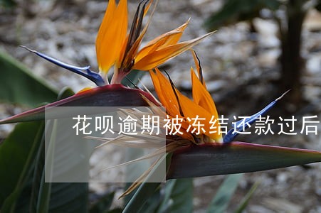 花呗逾期被冻结还款过后还能用吗 花呗逾期被冻结还款过后还能用吗