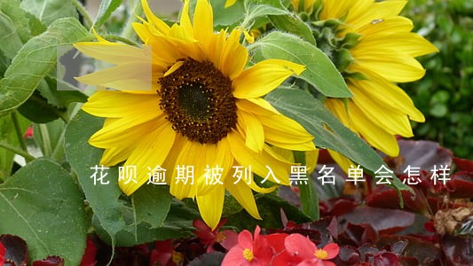花呗逾期被列入黑名单会怎样 花呗逾期被列入黑名单会怎样