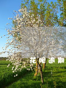 花呗逾期被发短信 花呗逾期被发短信