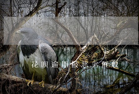 花呗逾期被恶劣催收 花呗逾期被恶劣催收