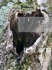 花呗逾期被打电话催收 花呗逾期被打电话催收