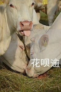 花呗逾期被打电话催还钱吗 花呗逾期被打电话催还钱吗