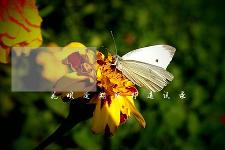 花呗逾期被打通讯录