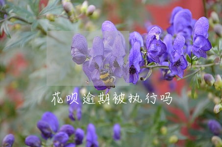 花呗逾期被执行吗 花呗逾期被执行吗
