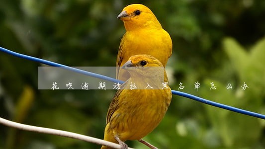 花呗逾期被拉入黑名单怎么办 花呗逾期被拉入黑名单怎么办