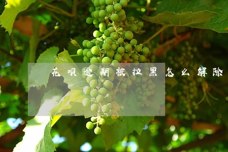 花呗逾期被拉黑怎么解除