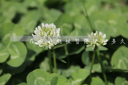 花呗逾期被暂停使用多久才能恢复 花呗逾期被暂停使用多久才能恢复