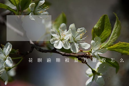 花呗逾期被暴力催收怎么投诉 花呗逾期被暴力催收怎么投诉