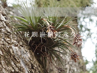 花呗逾期被永久冻结 花呗逾期被永久冻结