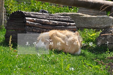花呗逾期被自动扣银行卡