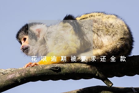 花呗逾期被要求还全款 花呗逾期被要求还全款