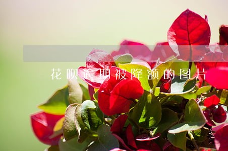 花呗逾期被降额的图片 花呗逾期被降额的图片