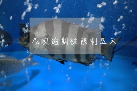 花呗逾期被限制五天 花呗逾期被限制五天